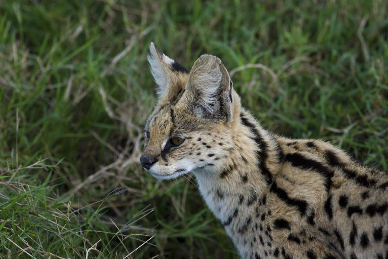 Encounter with a wild cat in Kenya – Roumazeilles.net