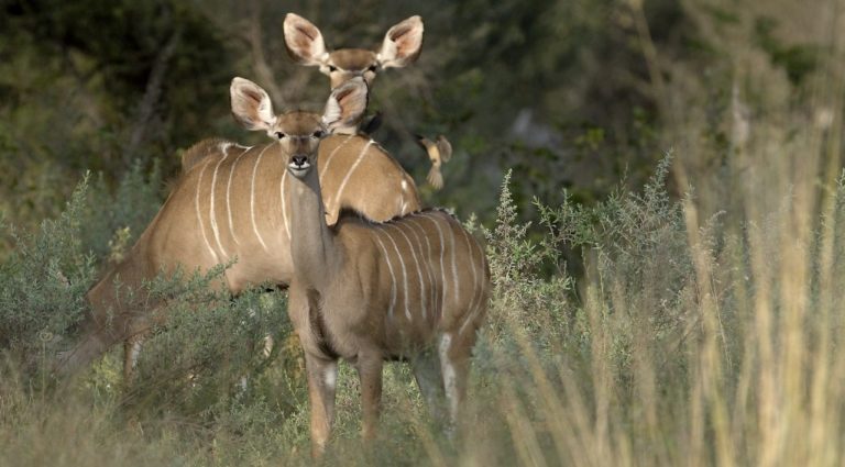 Greater Kudu – Roumazeilles.net