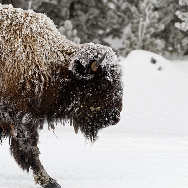 Buffalos in Winter – Yellowstone – Roumazeilles.net