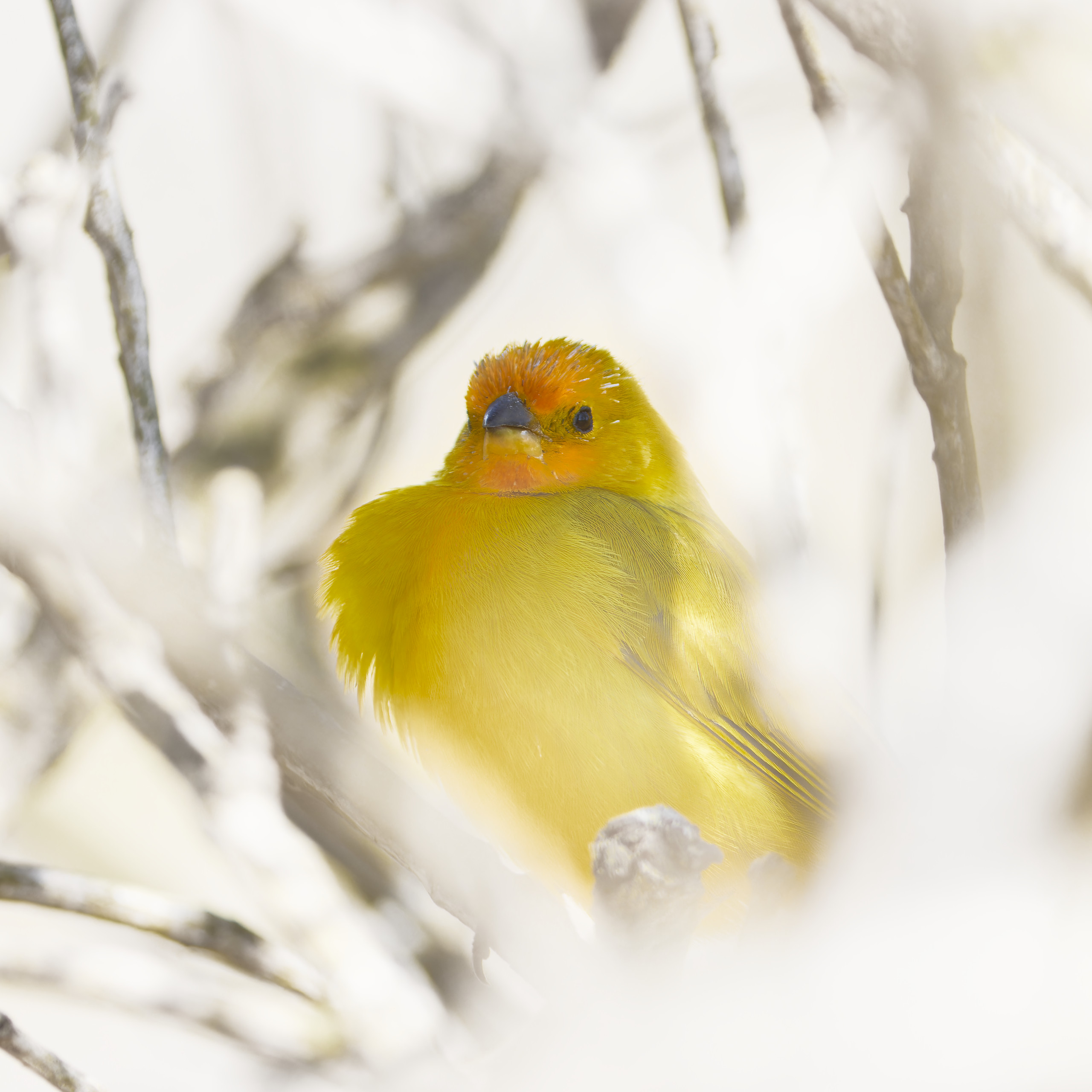 Saffron finch, all in white