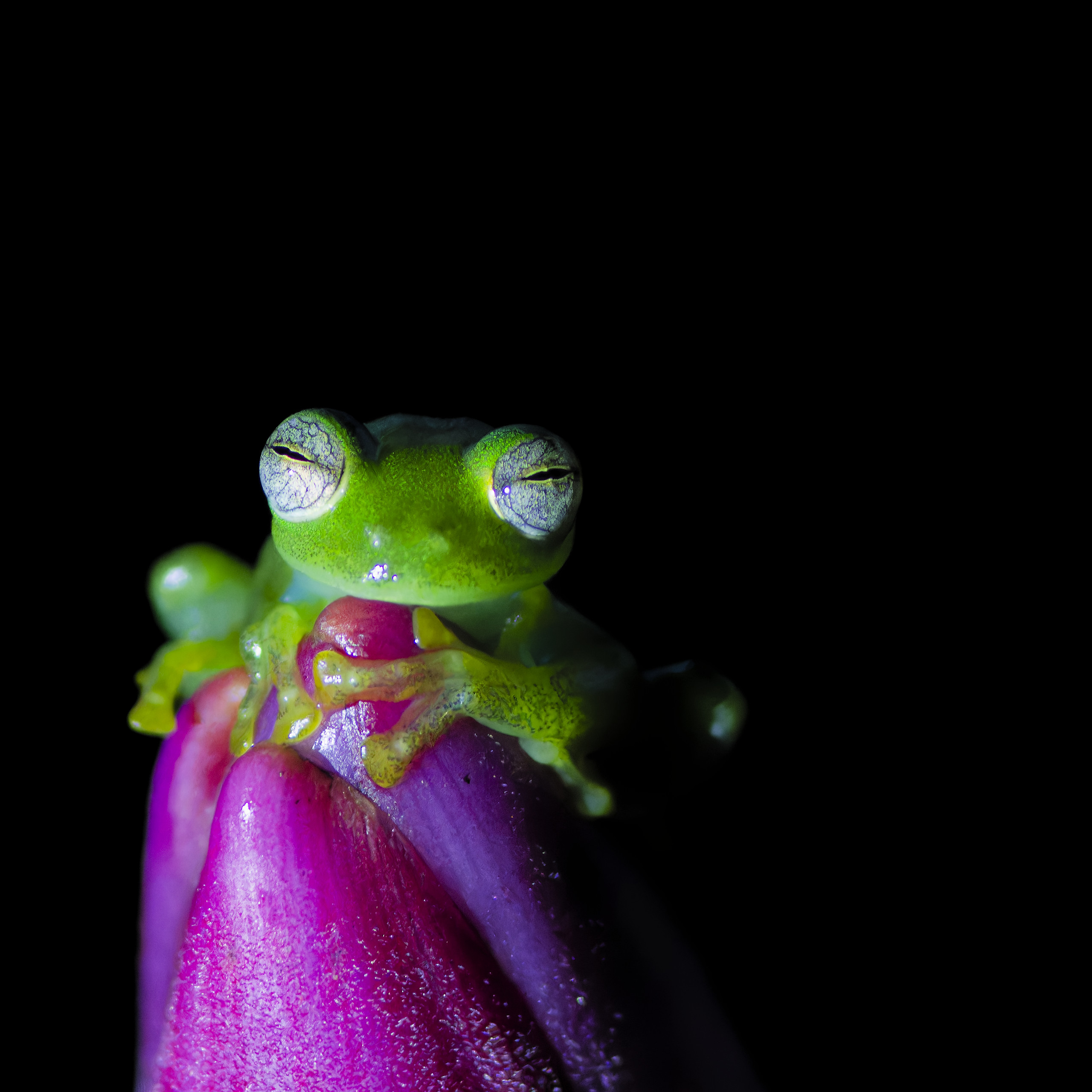 Amazonian frogs