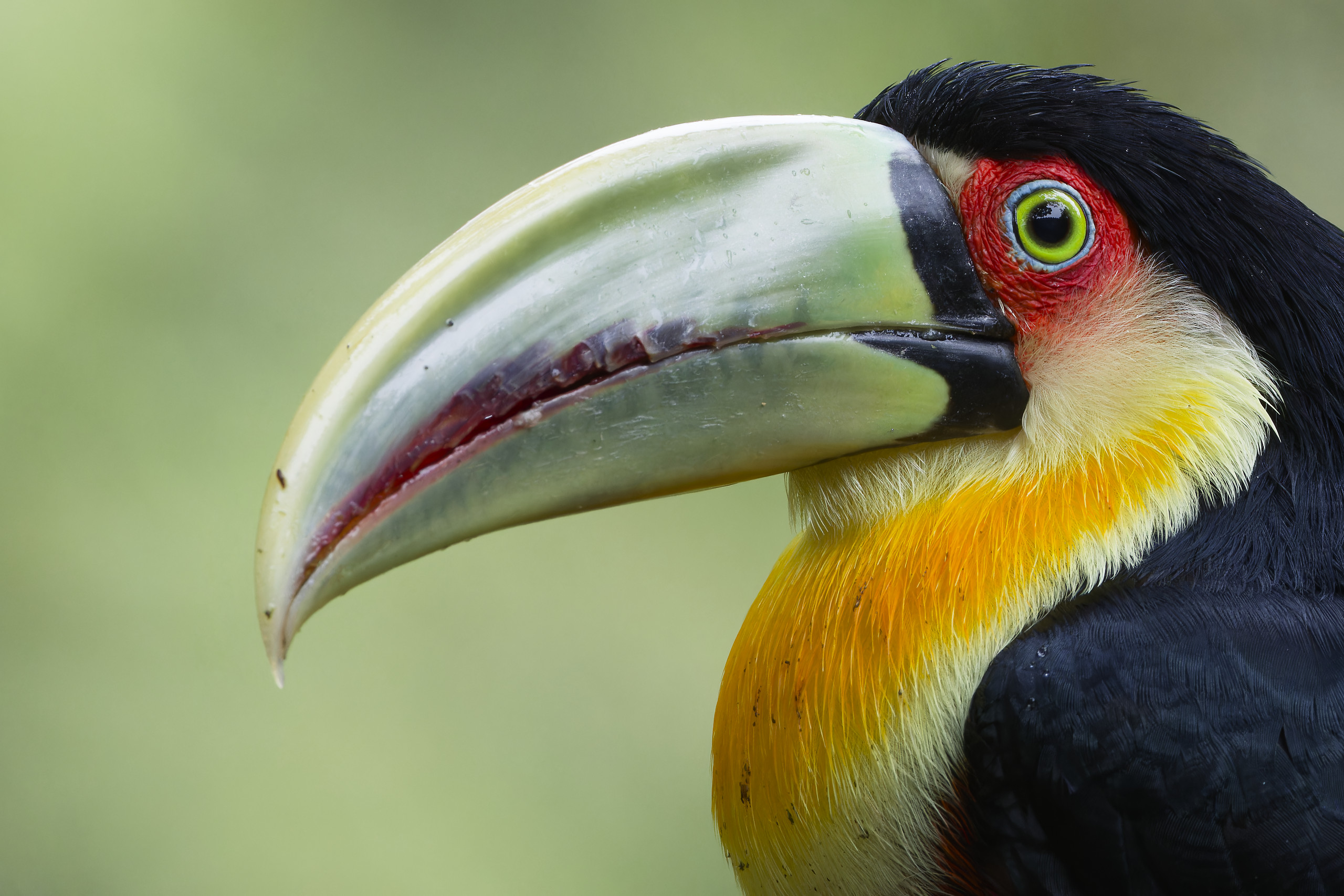 Brazil 2023 – Toucans