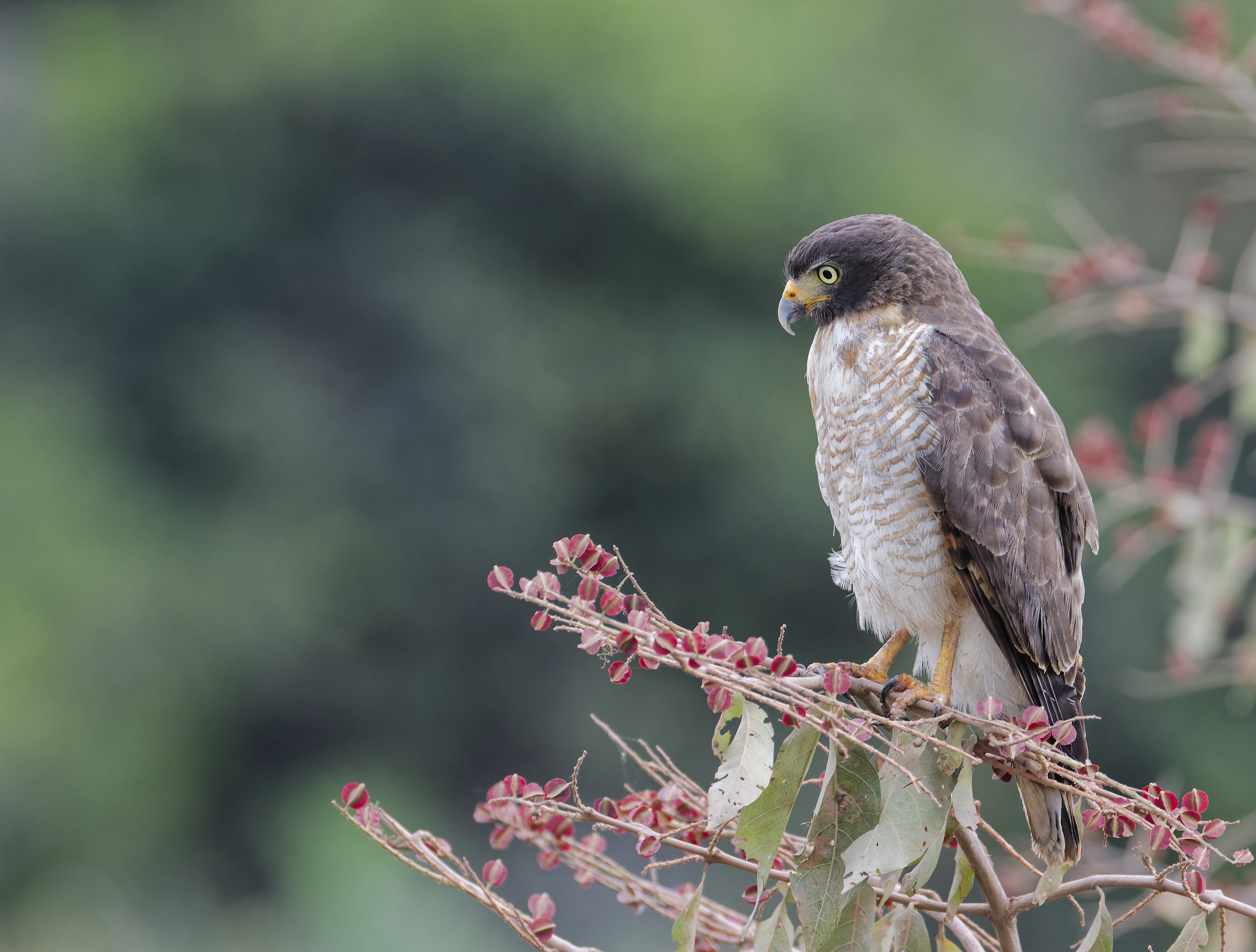 Brazil 2023 – Birds of prey