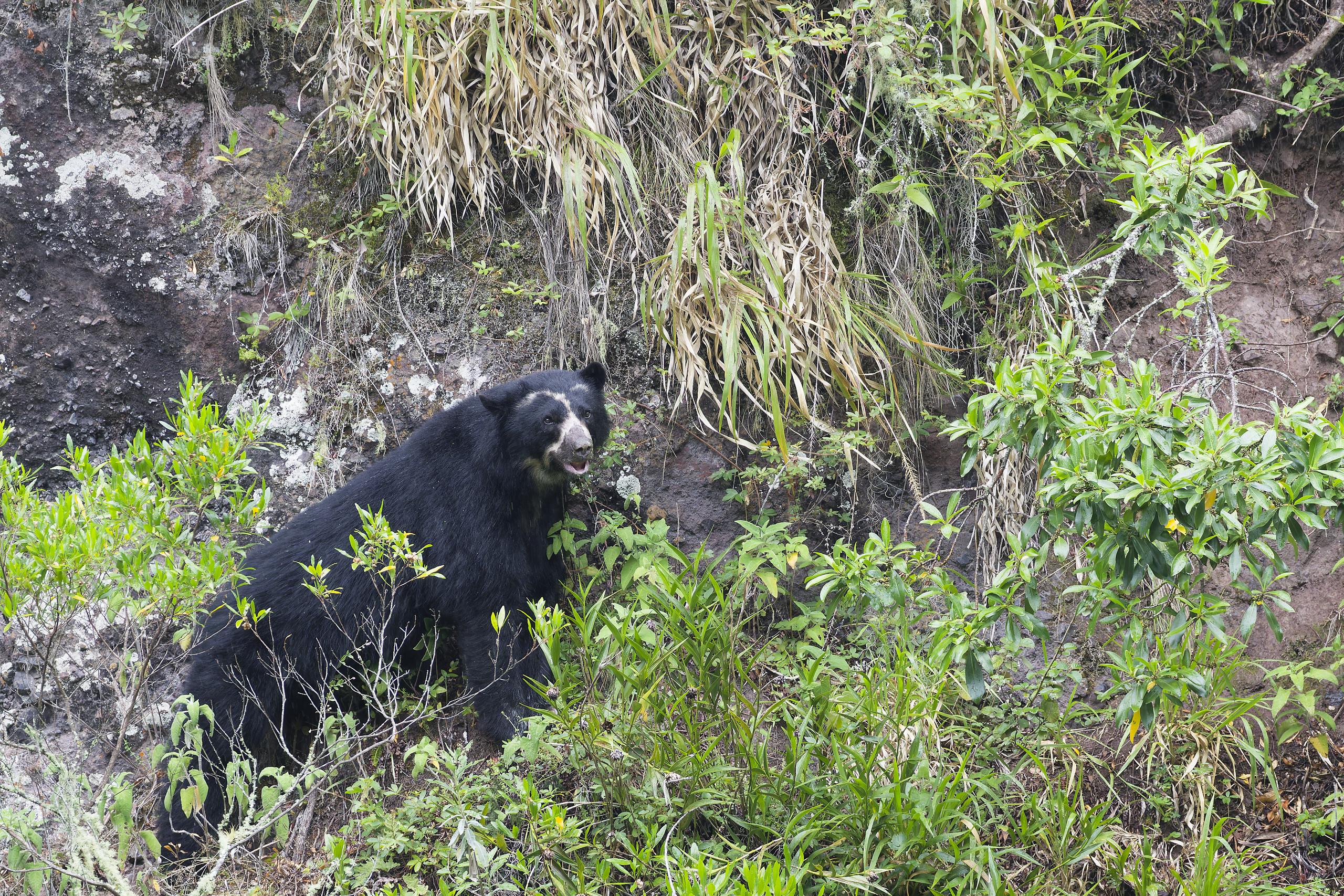 Spectacled bear