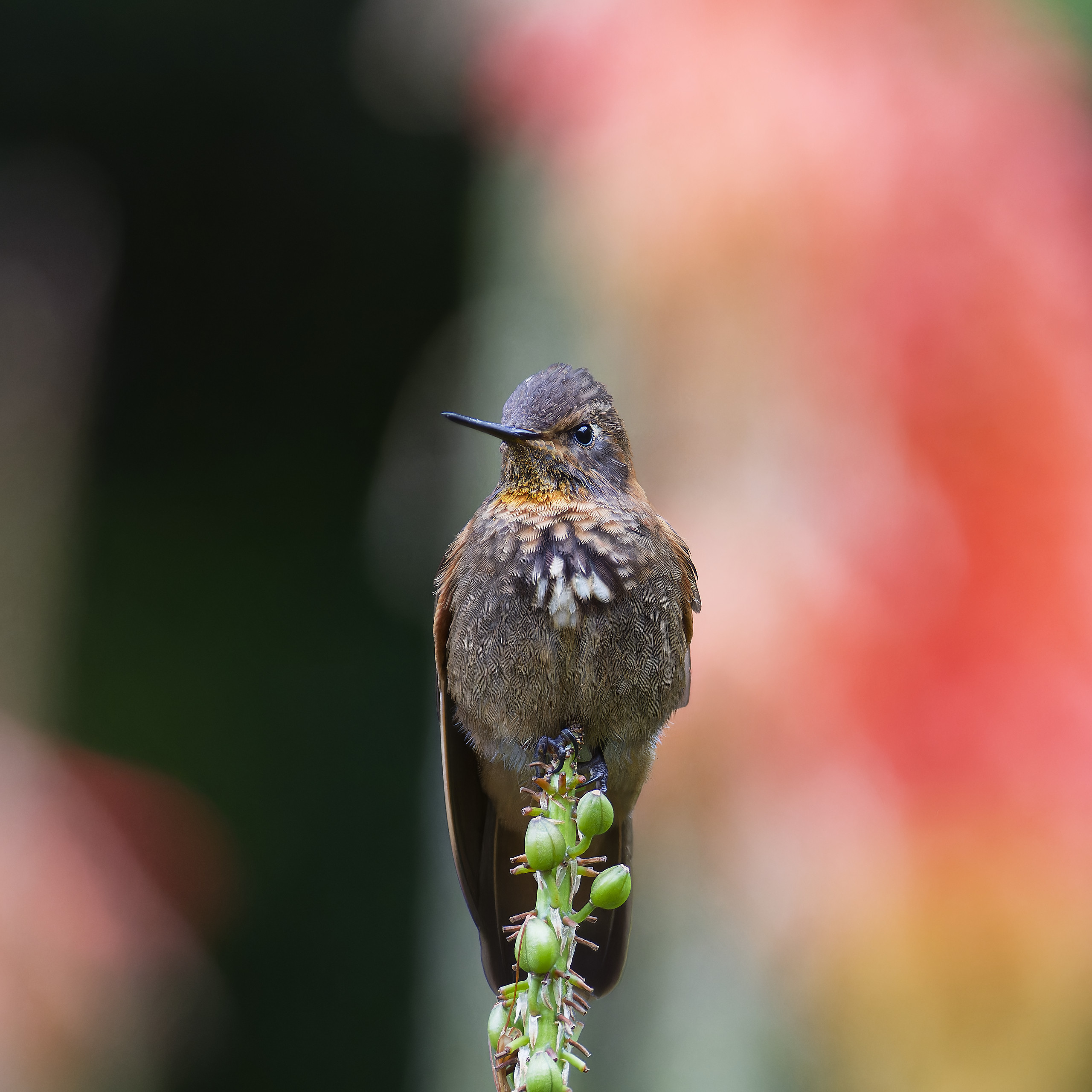 Hummingbirds from Peru