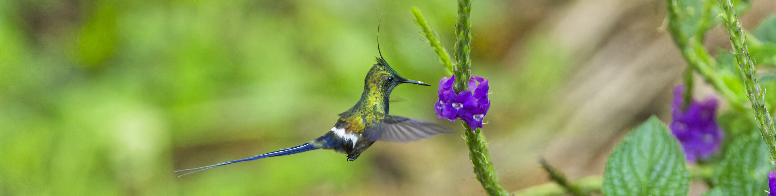 Wire-crested thorntail