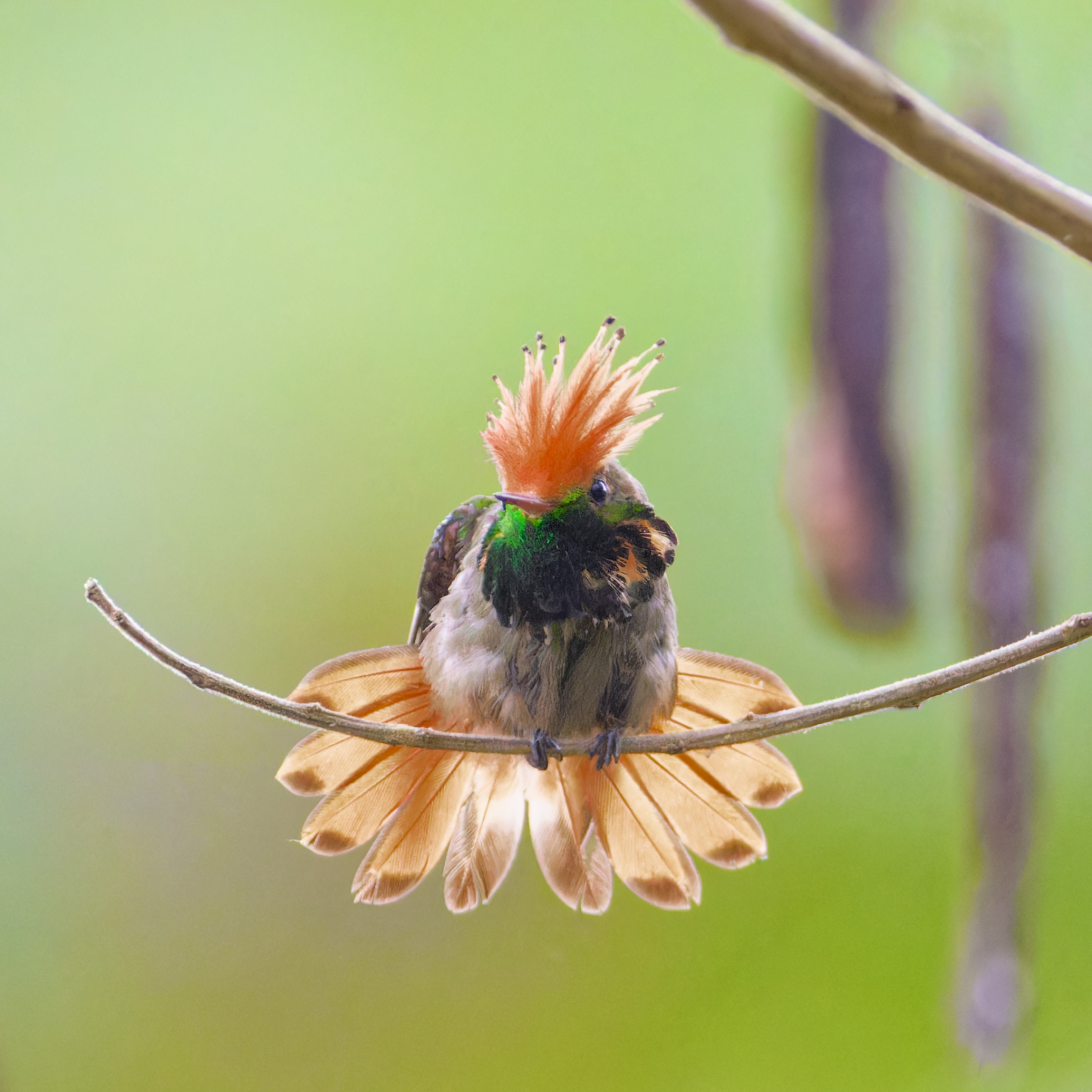 Rufous-crested coquette