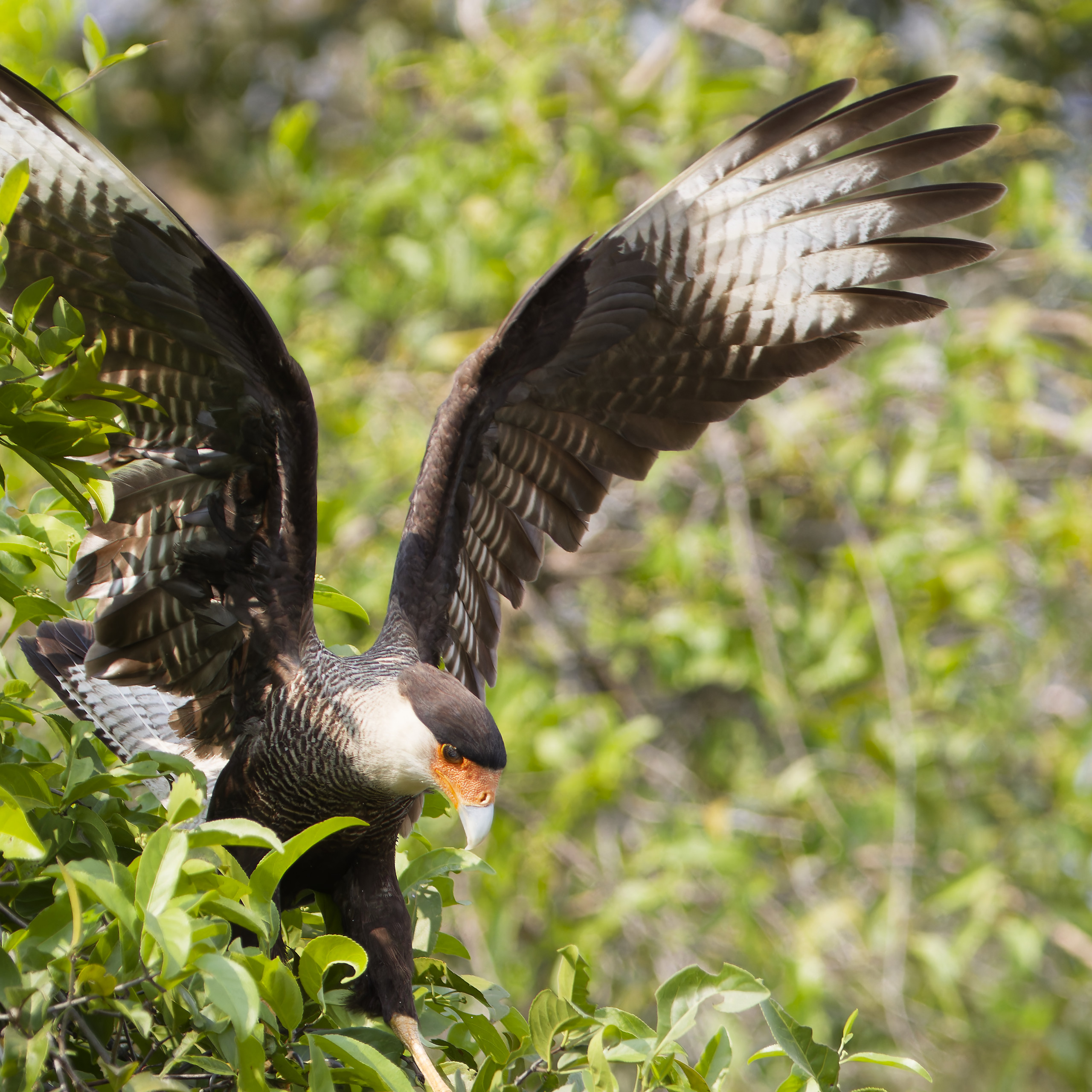 Brésil 2023 – Oiseaux de proie